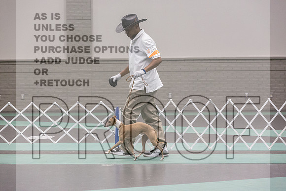 Italian Greyhound Sat Ring_JJL_0778_UKCLNGVIEWOCT2024_2024_HR3