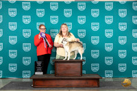 Alaskan Klee Kai #111 Wed BF Judge Brenda Landers
