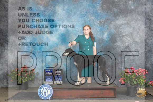 Saluki #8 Fri BOWOHBOB Judge Polly (Mrs Robert) D Smith__JP_4371_San Antonio_2024_HR3
