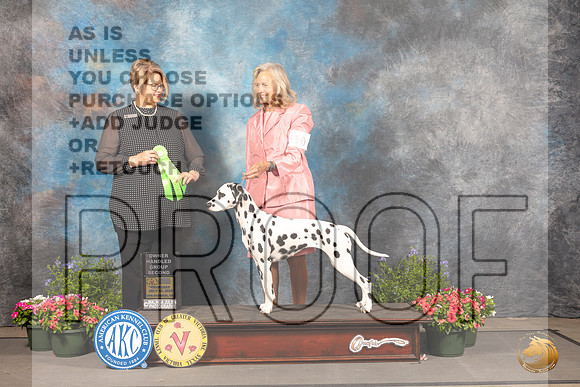 Dalmatian #10 Thur OHG2 Judge Cindy Lane_MJ_0003_SA_2022_HR3