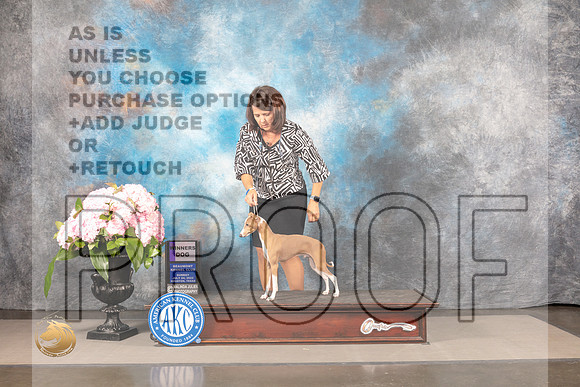 Italian Greyhound #39 SUN WD BOW Judge Barbara Alderman_MJ_8215_Houston_2022_HR3