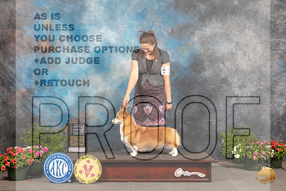 Pembroke Welsh Corgi #26 Sat BOBGrCh Judge David Bolus_MJ_0141_SA_2022_HR3