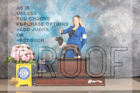 Chinese Crested #8 THUR BOW NCH Judge Jeffery Bazell_MJ_3677_Houston_2022_HR3