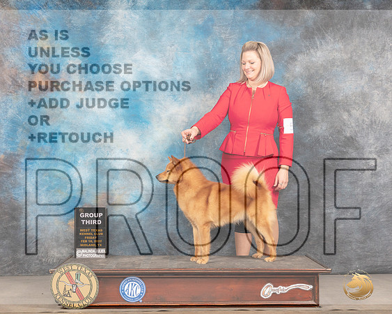 Finnish Spitz #5 Fri G3 Judge Brad JenkinsMMJ_3675_Mdlnd2022_HR3