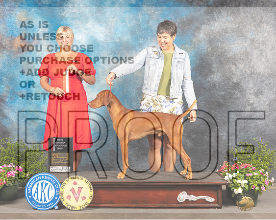 Vizsla #7 Thurs BOSGr Judge Debra Thornton-_MJ_0029e-SA2022_HR3