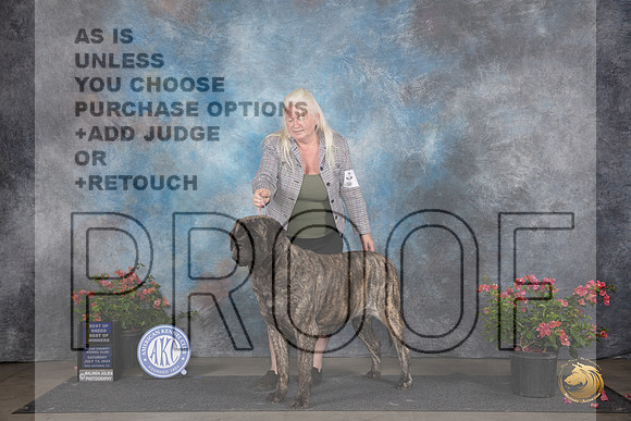 Mastiff #6 Sat WBBOWBOB Judge Paul F Willhauck__JP_5183_San Antonio_2024_HR3