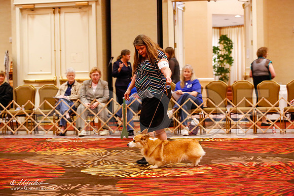 _JJ_8997-HstnCorgiFeb2015-HR3