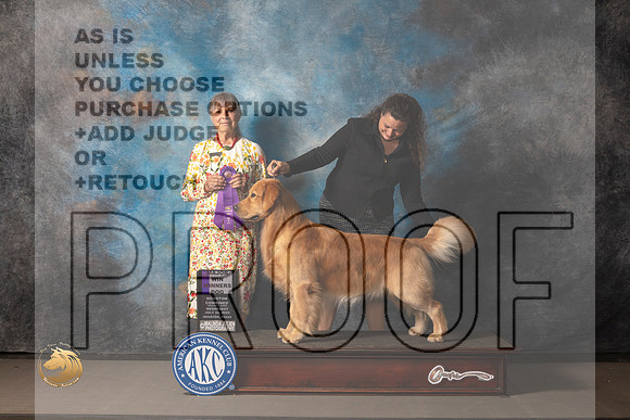 Golden Retriever #55 Wed WD Judge Jill Warren_MJ_3038_Houston_2022_HR3