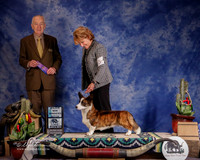 Cardigan Welsh Corgis #10 Sun WB Major Curran Haley Kevin and Shari and Sherri Hurst