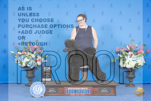 Poodle Standard #36 SUN WB BOW M Judge Douglas Johnson__JP_0793_Houston_2024_HR3