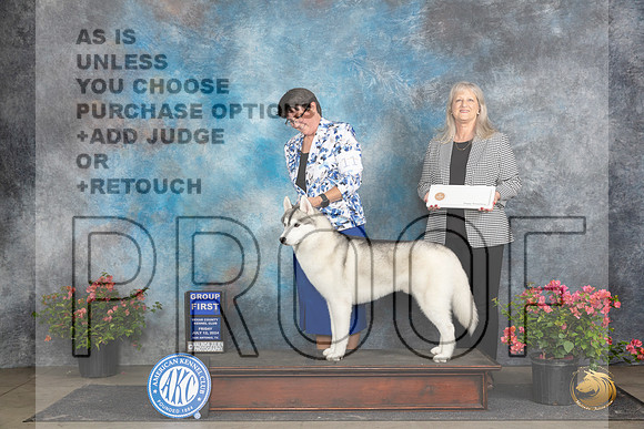Siberian Husky #11 Fri G1 Judge Wendy G Willhauck__JP_4460_San Antonio_2024_HR3