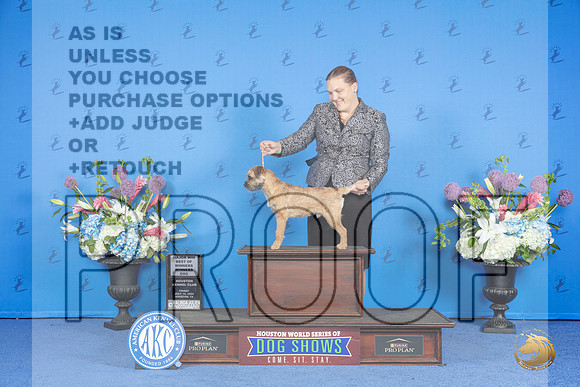 Border Terrier #17 FRI WD BOW M Judge Sandra Lex__JP_0073_Houston_2024_HR3