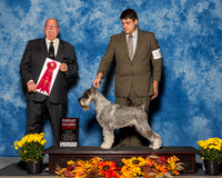 Standard Schnauzers #11 Sat G2 Katzenstein T S Dr C Herbel Spears Judge Mr Douglass R Holloway Jr