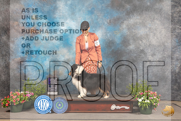 Shetland Sheepdog #30 Sun WB Judge Robert Shreve_MJ_1066_SA_2022_HR3