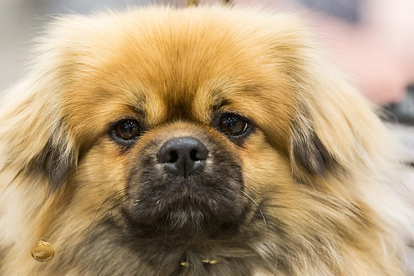 Tibetan Spaniel #20 Rings-JJL_8904-HR3