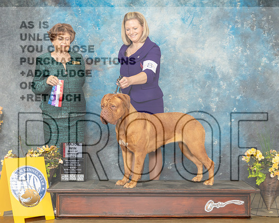 Dog de Bordeaux #8 Fri WBBOS Judge Carol Jean Nelson-MMJ_9466-NWARK2022-HR3