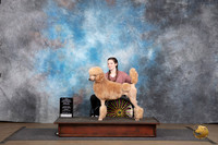 Poodle Standard MC #365 Sun BOW NCh Judge Jennifer Landers