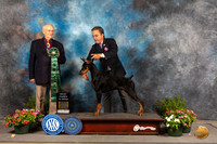 Doberman PInscher #? Sat BPup Judge Robert Shreve