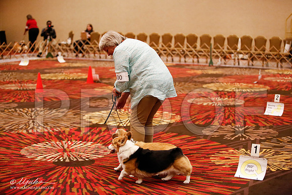 _JJ_7757-HstnCorgiFeb2015-HR3