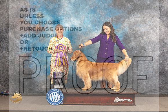 Golden Retriever #? Wed BISS Judge Jill Warren_MJ_3021_Houston_2022_HR3