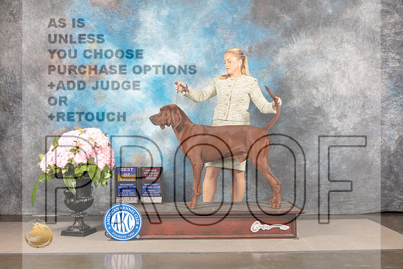 Redbone Coonhound #5 Sun BOBOHBOB Judge Polly Smith_MJ_7763_Houston_2022_HR3