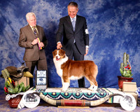 Australian Shepherd #64 Sat Goetz Leon B Judge T Coen +A1