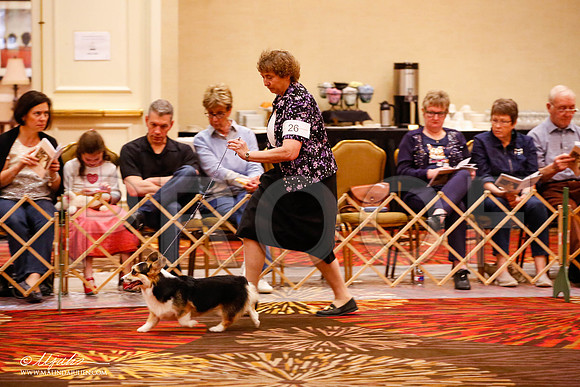 _JJ_8716-HstnCorgiFeb2015-HR3