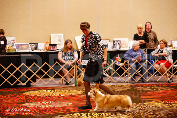 _JJ_9664-HstnCorgiFeb2015-HR3