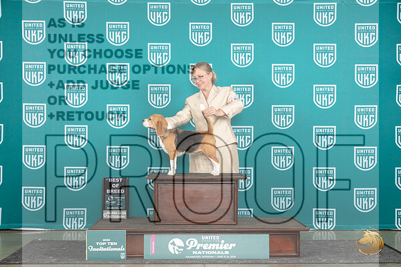 Beagle #884 Thur T10BOB Judge Deb Allen__JP_1169_Premier_2024_HR3