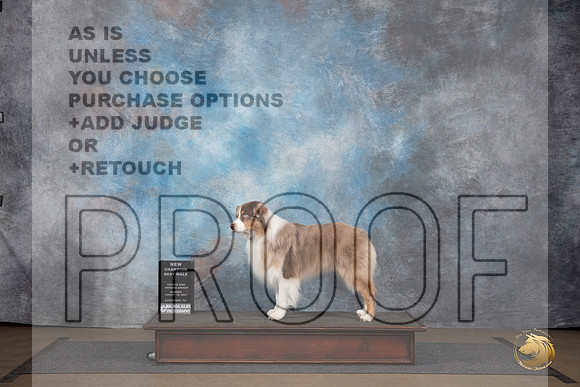 Australian Shepherd @255 Sun NCh Judge Chandra Martin__JP_3056_LongviewTX_2024_HR3