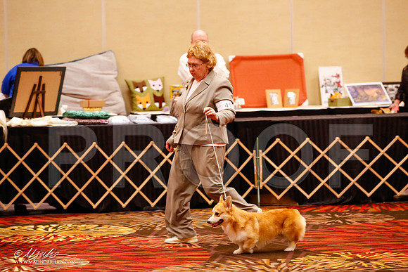 _JJ_9662-HstnCorgiFeb2015-HR3