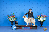 Australian Shepherd #15 FRI BOS M Judge Annella Cooper