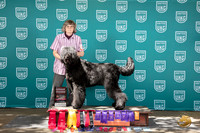 Black Russian Terrier #158