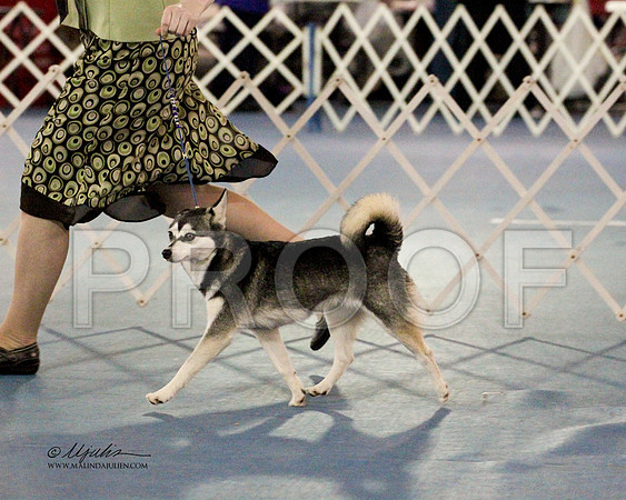 Klee Kai-0905