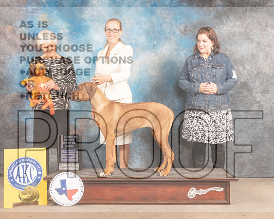 Rhodesian Ridgeback #7 Fri 4-6BP Judge Pluis Davern-MMJ_7266-FW2022-HR3