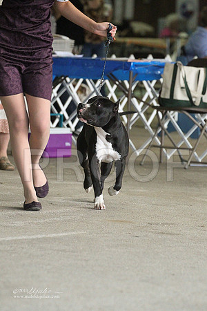 AmStaff-1572