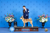 Shikoko Ken #5 SUN FSS G2 Judge Nancy Liebes