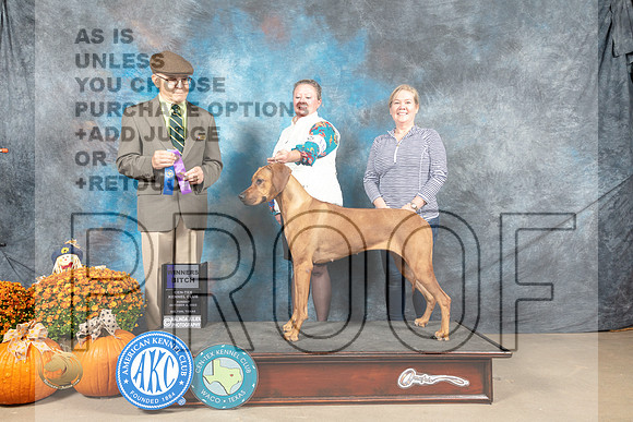 Rhodesian Ridgeback #18 Sun WB Judge Dr Dan Dowling_MJ_6292_Belton_2022_HR3