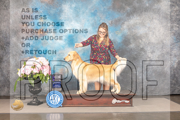 Golden Retriever #78 Sun WB Judge Joe Walton_MJ_7642_Houston_2022_HR3