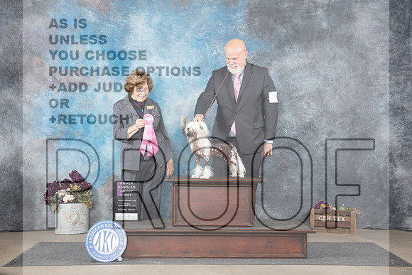 Chinese Crested #7 Sun OHG1 Judge Donelle Richards__JP_8087_Belton_2024_HR3