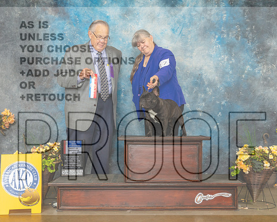 French Bulldog #7 Thur BOS Judge John Wade-MMJ_8821-NWARK2022-HR3