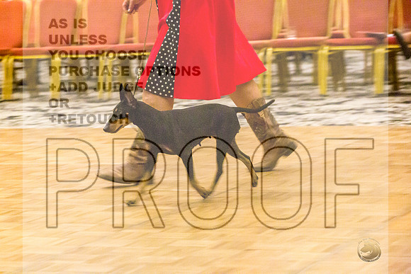 Manchester Terrier MTOY Candids-JJL_2298-Hstn2022_HR3
