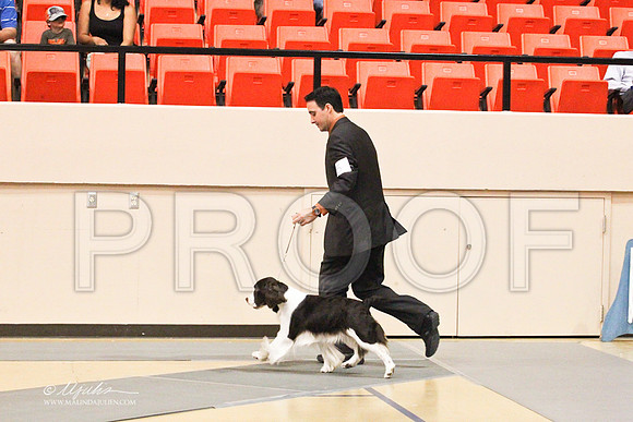 Spaniels(EngSpri)-4603LR