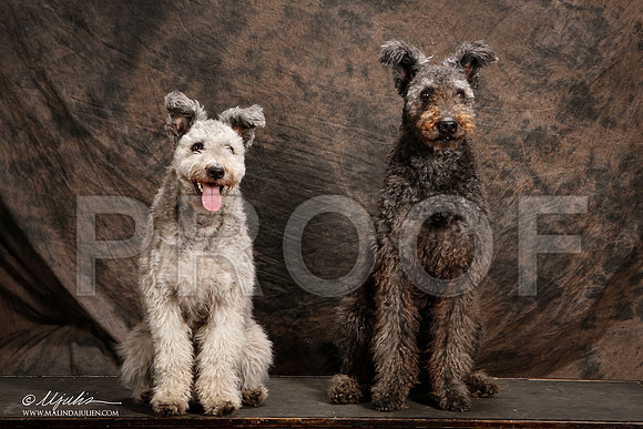 _ST_3966-2-Pumi-HR3