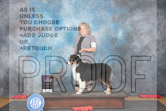 Australian Shepherd #5 Sun WDBOW Judge Anne Catterson__JP_0727_Sulphur Springs_2024_HR3