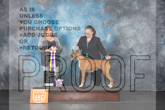 Boxer #152 Fri VBIS Judge Tracey Kallas__JP_1141_UKCLNGVIEWOCT2024_2024_HR3