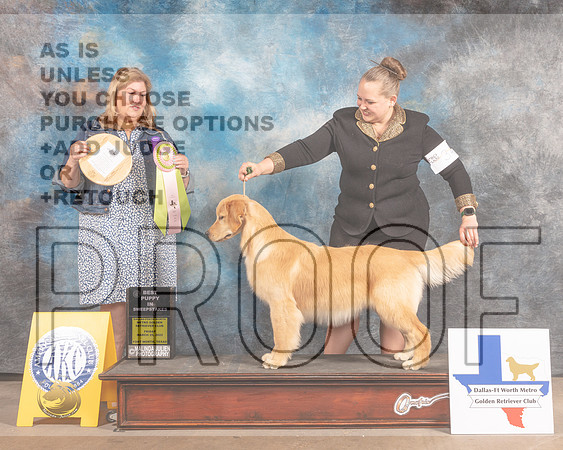 Golden Retriever #34 Fri BISPSweeps Judge Ellen Schultz-MMJ_6898-FW2022-HR3
