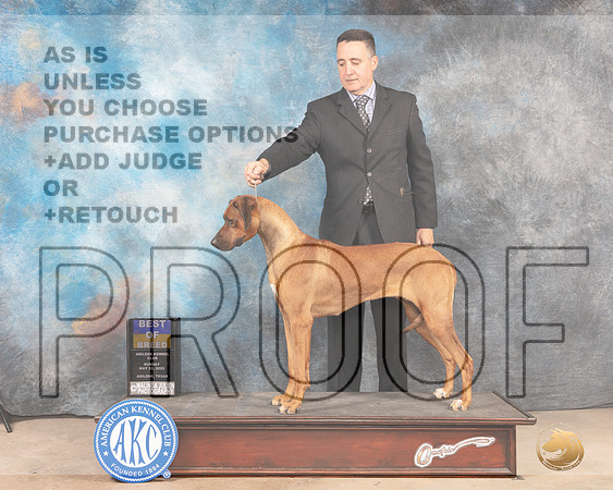 Rhodesian Ridgeback #16 Sun BOB Judge Thomson Standfield Jr-MMJ_4683-Abilene2022-HR3