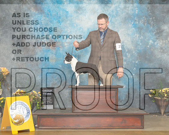 Boston Terrier #21 Sun G3 Judge Jan Sigel-MMJ_1799-NWARK2022-HR3