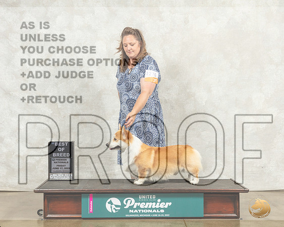 Pembroke Welsh Corgi #1280 Fri COC Judge Ronald Sacca__MJ_8029_Premier_2022_HR3